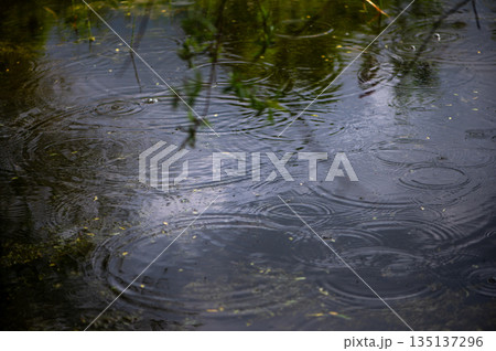 Gentle Rain Falling On Forest Water Surface 135137296