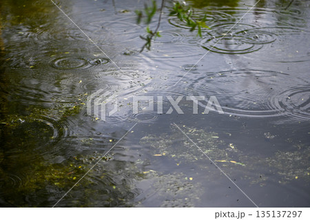 Autumn Rain Ripples On Shallow Natural Water Autumn Rain Ripples On Shallow Natural Water 135137297