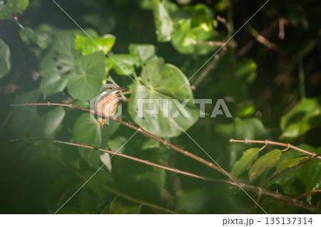 台湾 台北 台北市 135137314