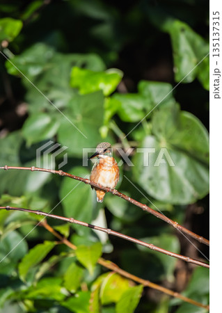 台湾 台北 台北市 135137315