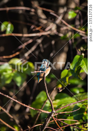 台湾 台北 台北市 135137316