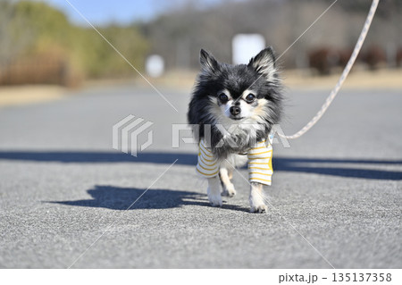お散歩する高齢犬 チワワ お散歩する高齢犬 チワワ 135137358