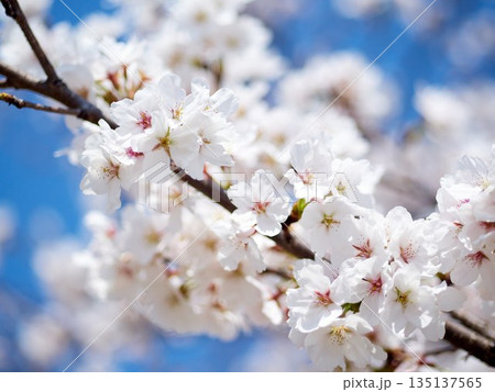 Cherry blossoms in full bloom in spring Cherry blossoms in full bloom in spring 135137565