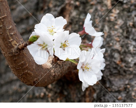 Cherry blossoms in full bloom in spring Cherry blossoms in full bloom in spring 135137577