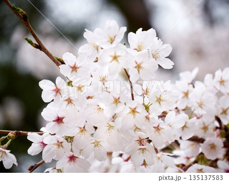 Cherry blossoms in full bloom in spring 135137583