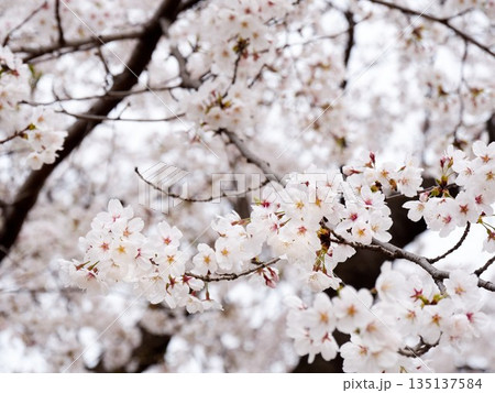 Cherry blossoms in full bloom in spring 135137584