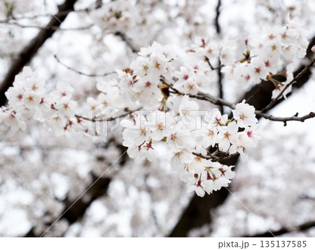 Cherry blossoms in full bloom in spring 135137585