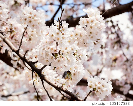 Cherry blossoms in full bloom in spring Cherry blossoms in full bloom in spring 135137588