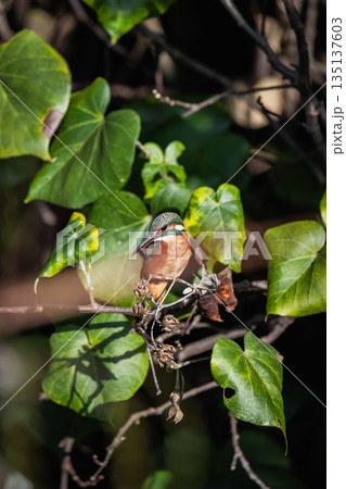 台湾 台北 台北市 135137603