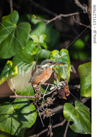 台湾 台北 台北市 135137606