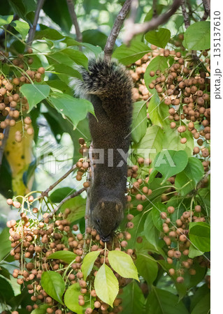 台湾 台北 台北市 135137610
