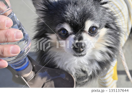 愛犬の水分補給 ペット用水飲み 愛犬の水分補給 ペット用水飲み 135137644