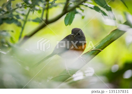 台湾 台北 台北市 135137831