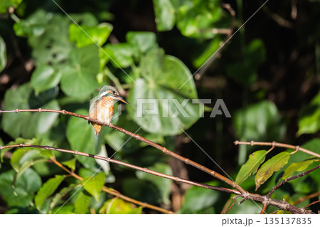 台湾 台北 台北市 135137835