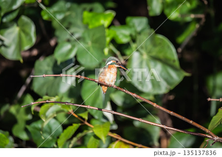 台湾 台北 台北市 135137836