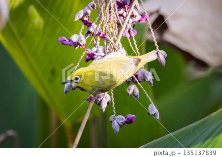 台湾 台北 台北市 135137839