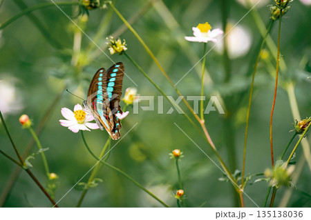 台湾 台北 台北市 135138036
