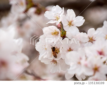 Cherry blossoms and honeybee in full bloom in spring 135138109