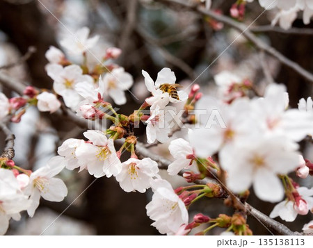 Cherry blossoms and honeybee in full bloom in spring 135138113