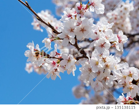 Cherry blossoms and honeybee in full bloom in spring Cherry blossoms and honeybee in full bloom in spring 135138115