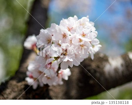 Cherry blossoms and honeybee in full bloom in spring 135138118