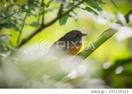 台湾 台北 台北市 135138121