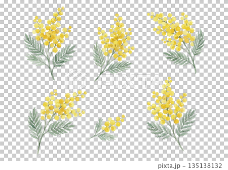 水彩風格的含羞草插圖 135138132