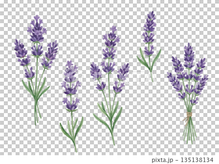 水彩風格的薰衣草插圖 135138134