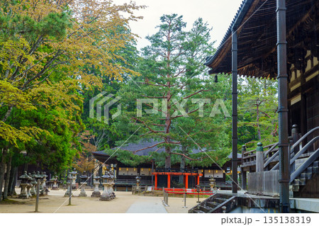 高野山壇上伽藍　三鈷の松 135138319