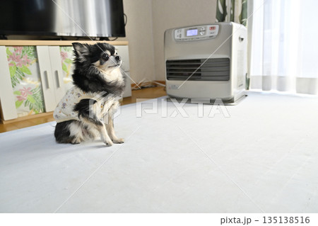 ストーブで温まる高齢犬　ロングコートチワワ 135138516