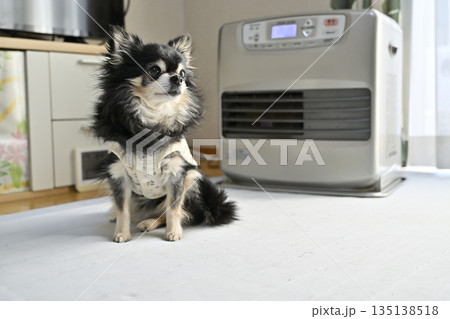 ストーブで温まる高齢犬　ロングコートチワワ 135138518