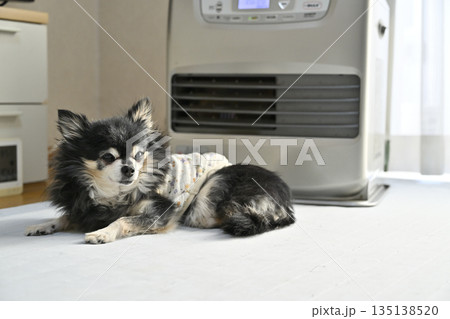 ストーブで温まる高齢犬 ロングコートチワワ ストーブで温まる高齢犬 ロングコートチワワ 135138520