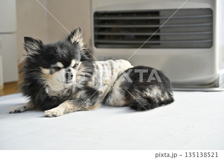 ストーブで温まる高齢犬 ロングコートチワワ ストーブで温まる高齢犬 ロングコートチワワ 135138521