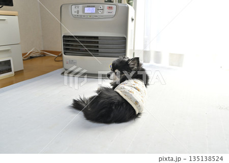 ストーブで温まる高齢犬 ロングコートチワワ ストーブで温まる高齢犬 ロングコートチワワ 135138524