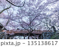 長野県伊那市の高頭城址公園の満開の桜 135138617