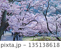 長野県伊那市の高頭城址公園の満開の桜 135138618
