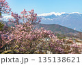 長野県伊那市の高頭城址公園から眺める中央アルプスと桜 135138621