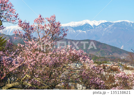 長野県伊那市の高頭城址公園から眺める中央アルプスと桜 長野県伊那市の高頭城址公園から眺める中央アルプスと桜 135138621