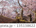 長野県伊那市の高頭城址公園の満開の桜 135138622