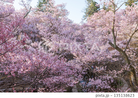 長野県伊那市の高頭城址公園の満開の桜 長野県伊那市の高頭城址公園の満開の桜 135138623