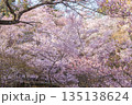 長野県伊那市の高頭城址公園の満開の桜 135138624