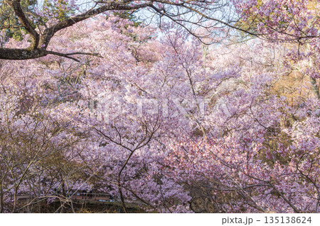 長野県伊那市の高頭城址公園の満開の桜 長野県伊那市の高頭城址公園の満開の桜 135138624