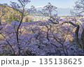 長野県伊那市の高頭城址公園から眺める中央アルプスと桜 135138625