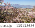長野県伊那市の高頭城址公園から眺める中央アルプスと桜 135138626
