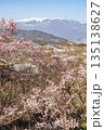 長野県伊那市の高頭城址公園から眺める中央アルプスと桜 135138627