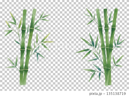 水彩竹子插圖 135138719