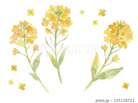 水彩風菜の花イラスト 水彩風菜の花イラスト 135138721