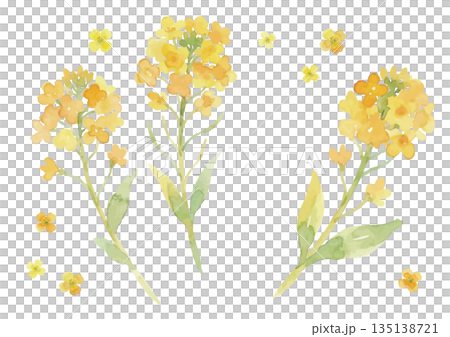 水彩風菜の花イラスト 水彩風菜の花イラスト 135138721