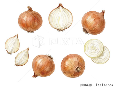 水彩風玉ねぎイラスト 135138723