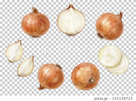 水彩風玉ねぎイラスト 135138723